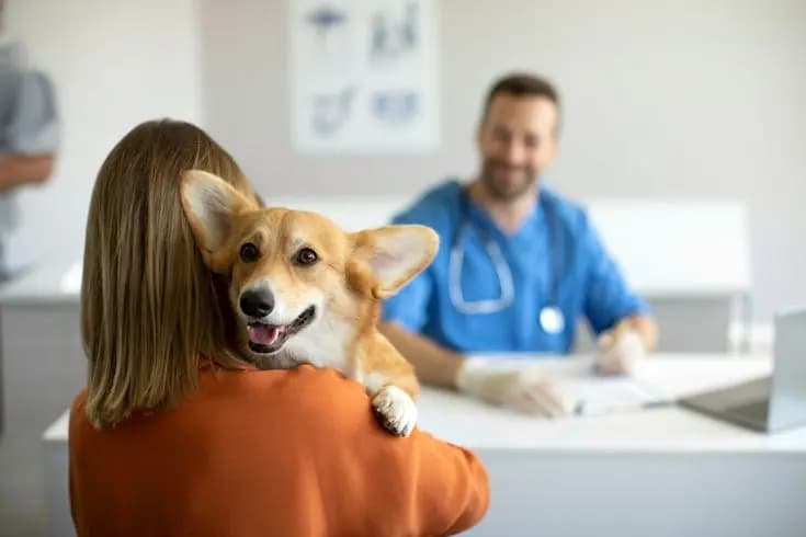Pet Insurance and Community Support: A Smarter Way to Afford Pet Care in the U.S.