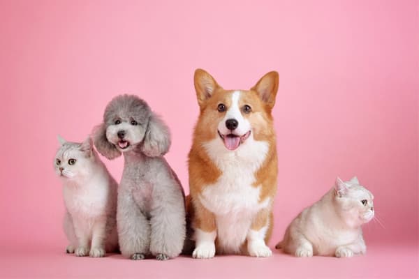 Find the Best Dog Spa Near You | Local Grooming & Pampering Services