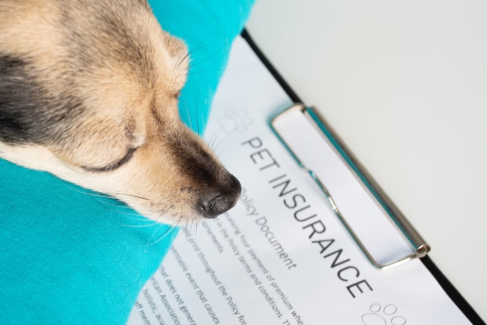 Walmart Pet Insurance 2025 | Best & Affordable Coverage for Your Pets
