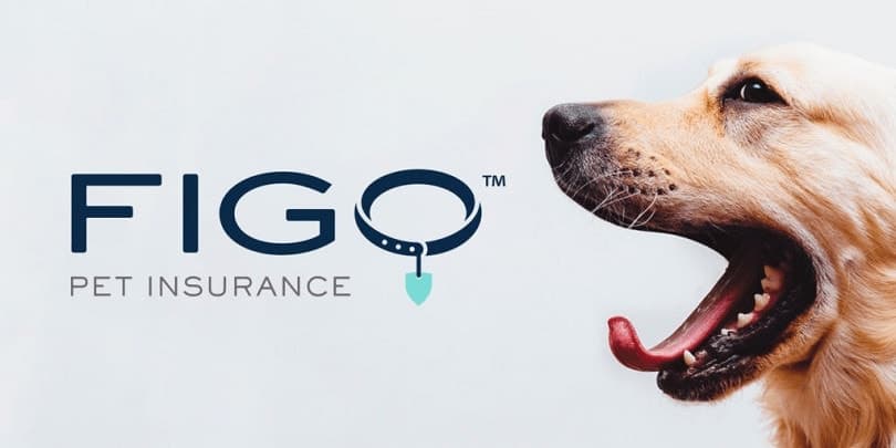 Figo Pet Insurance Guide: Affordable Protection for Cats & Dogs — Especially for Seniors & Low-Income Families