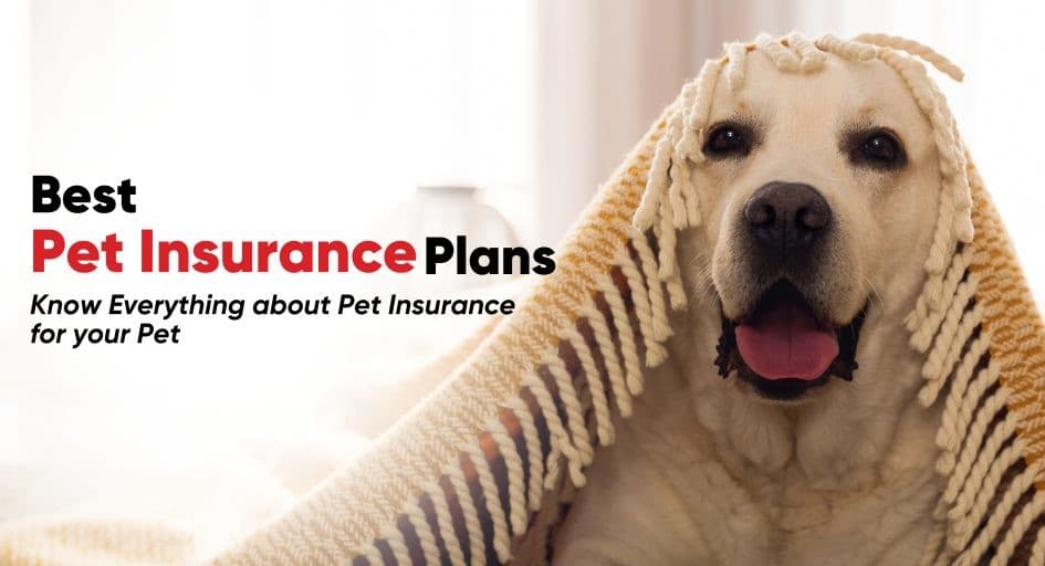 Pet Insurance in the US: A Practical Guide to Protecting Your Dog or Cat