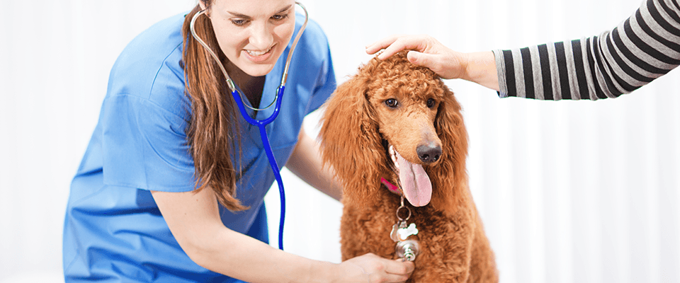 Affordable Pet Insurance in the U.S. for Dogs and Cats You Can Trust