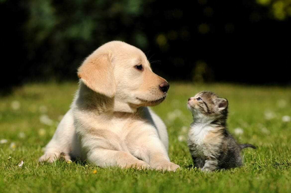 Pet Insurance for Dogs and Cats: Protect Your Pet With Affordable Cost