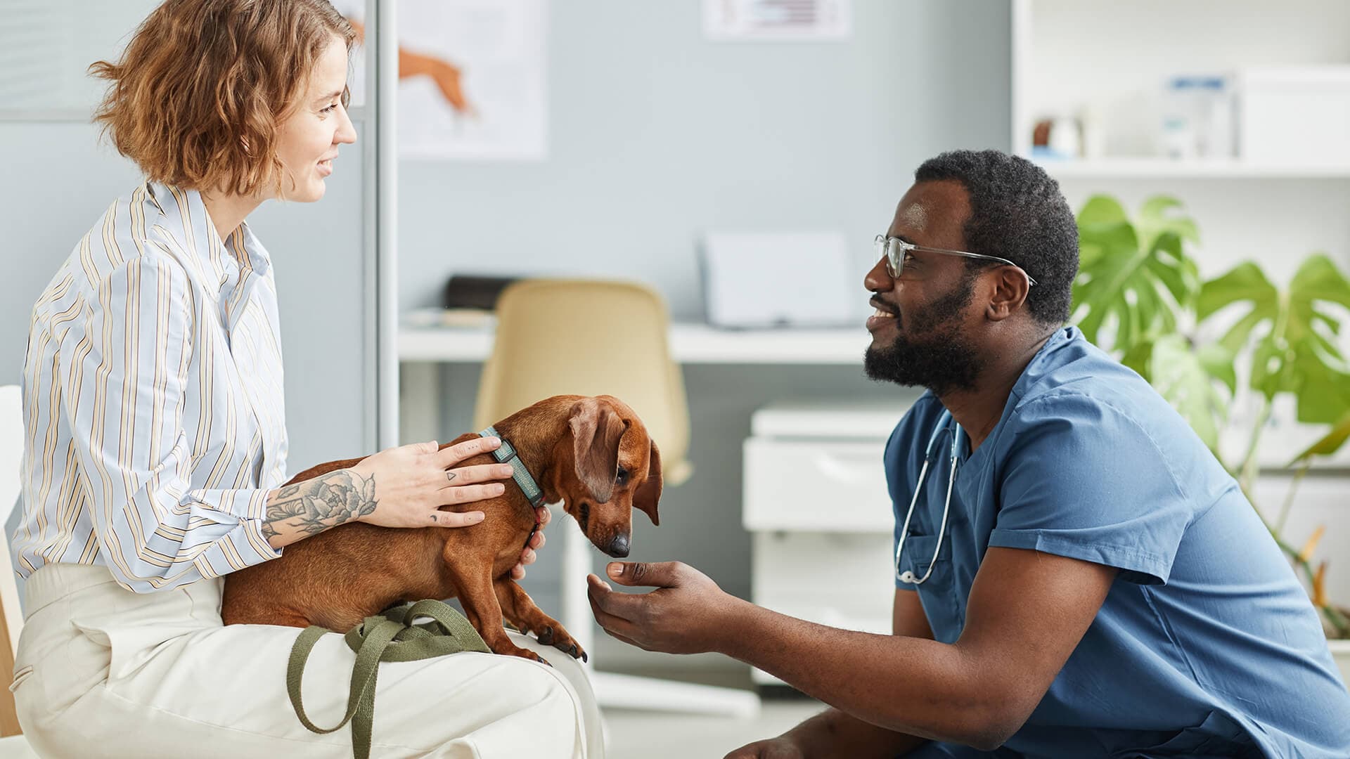 Pet Insurance and Local Assistance Programs: Making Pet Care More Affordable in the U.S.