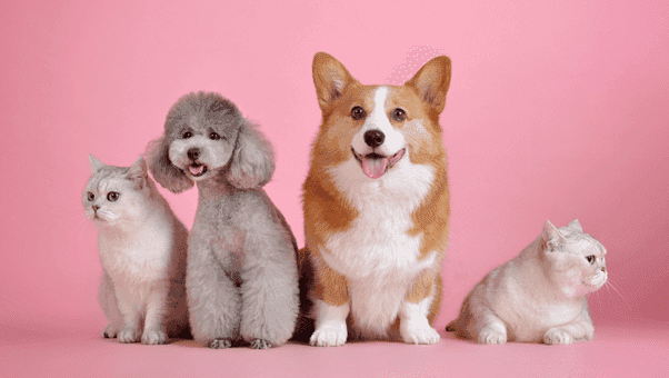 Pet Insurance Options in the U.S.: What Seniors and Low-Income Pet Owners Should Know