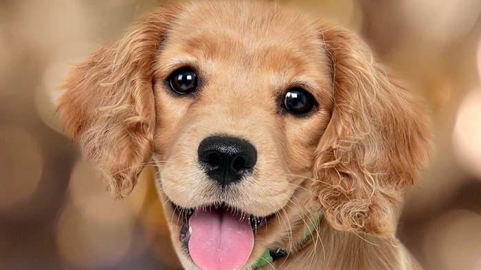 Affordable Pet Insurance for Seniors: A Practical Guide to Protecting Your Pet and Your Budget