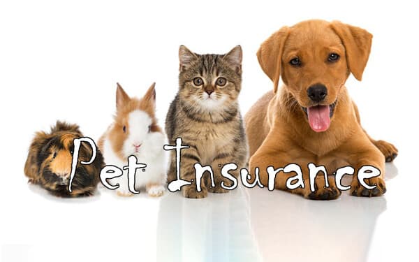 Costco Pet Insurance: Understanding Dog Insurance, Prices, and Coverage Options