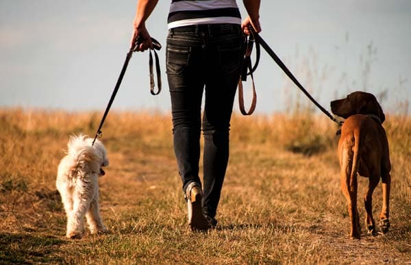 A 2026 Guide to Dog Walking Jobs in the USA: How to Get Started, What to Expect, and How to Compare Options