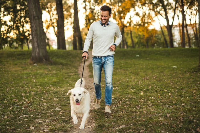 Dog Walking Jobs in the USA: A Complete 2026 Guide for Beginners