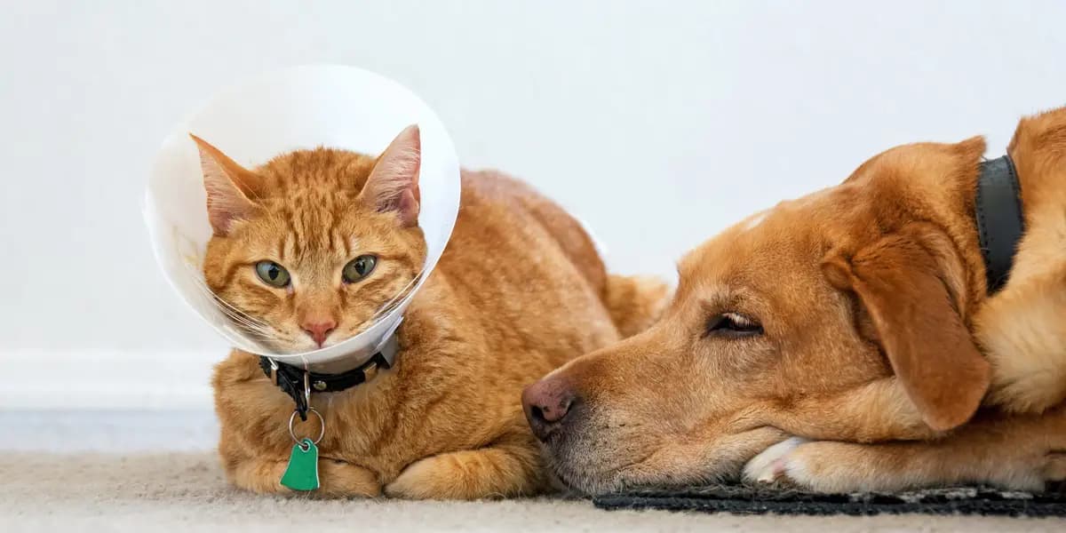Pet Insurance from Walmart and Costco: What U.S. Pet Owners Should Know in 2026