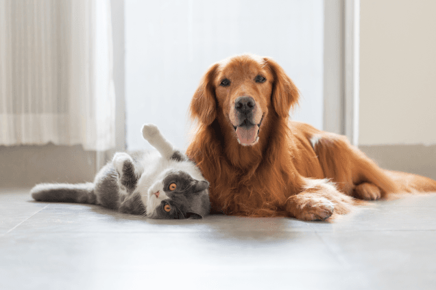 Sam’s Club Pet Insurance Explained: A 2026 Guide for Dog and Cat Owners