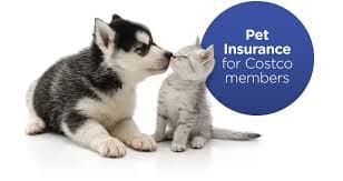 Costco and Walmart Pet Insurance: A Practical Guide to Coverage, Discounts, and Quotes