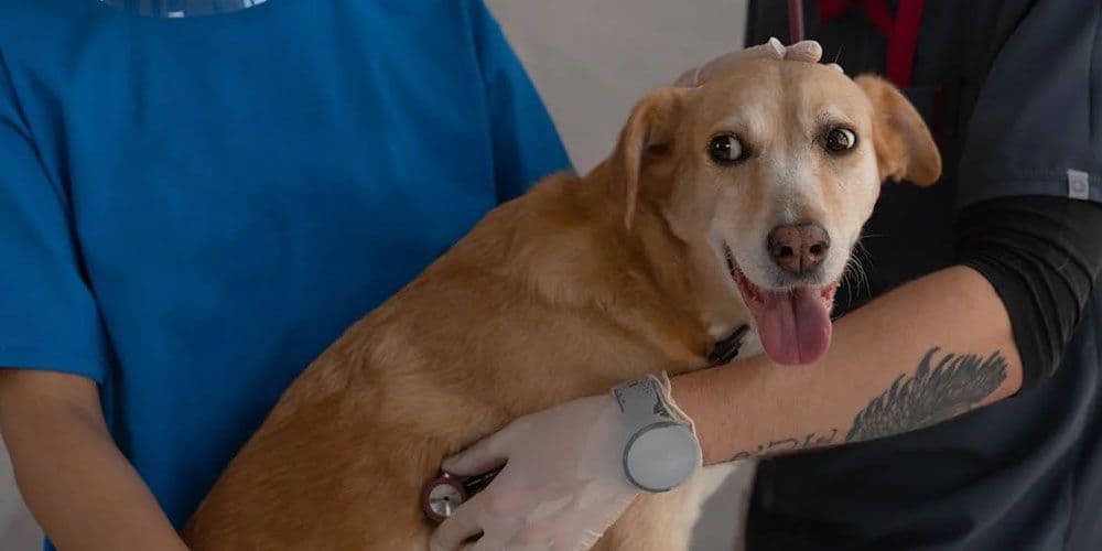 State Farm Pet Insurance Explained: A Practical Guide to Coverage, Quotes, and Cost Factors in the U.S.