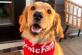 State Farm Pet Insurance Explained: A Practical Guide to Coverage, Dog Insurance Price, and Quote Factors in the U.S.
