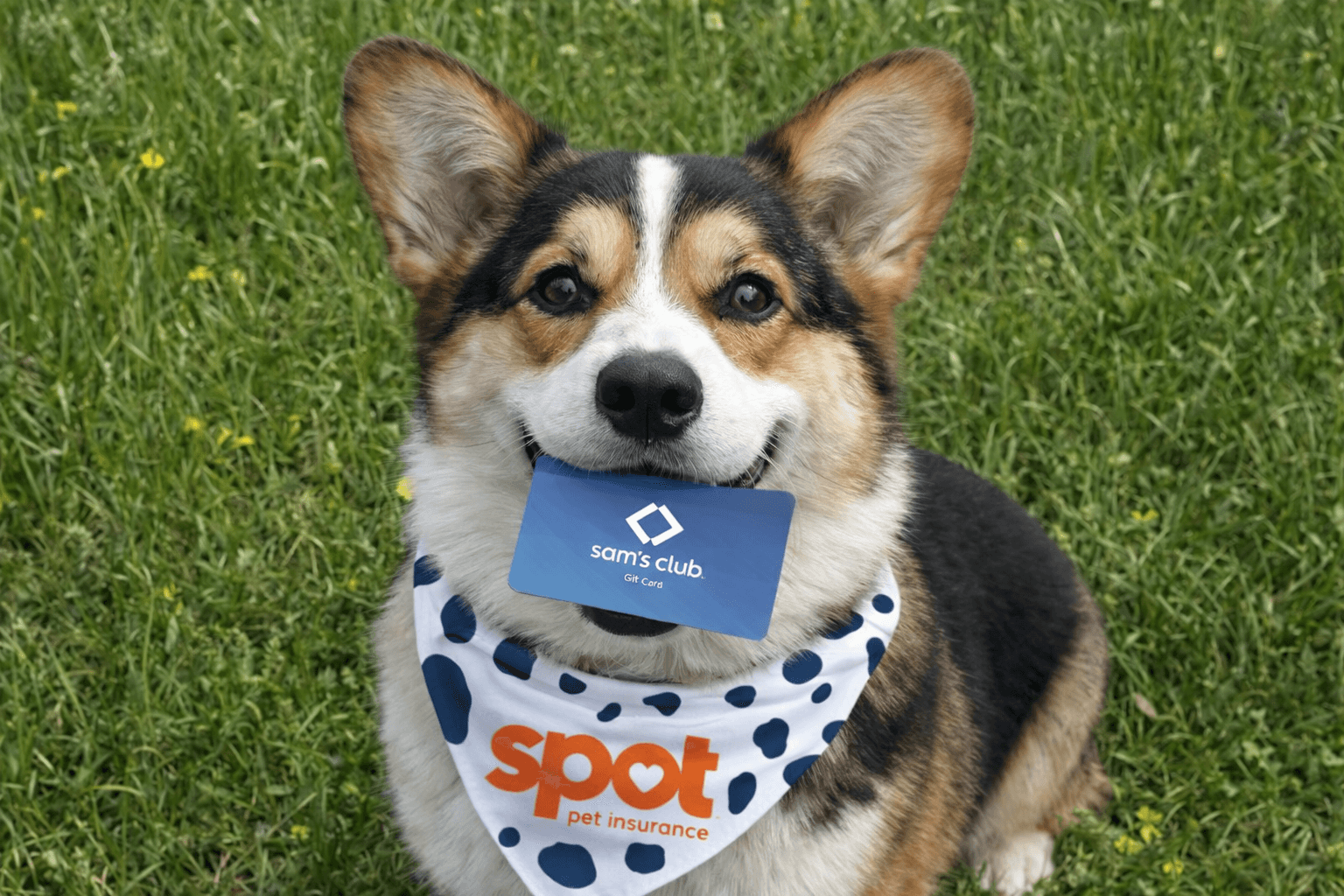 Sam’s Club Pet Insurance: A Practical U.S. Guide to Coverage, Cost, and Multi-Pet Decisions