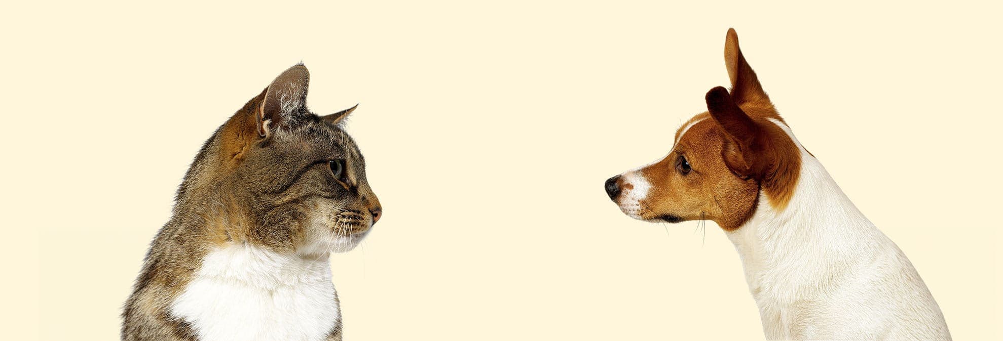 Sam’s Club Pet Insurance in the U.S.: A Practical Guide to Prices, Multi-Pet Coverage, and What to Compare