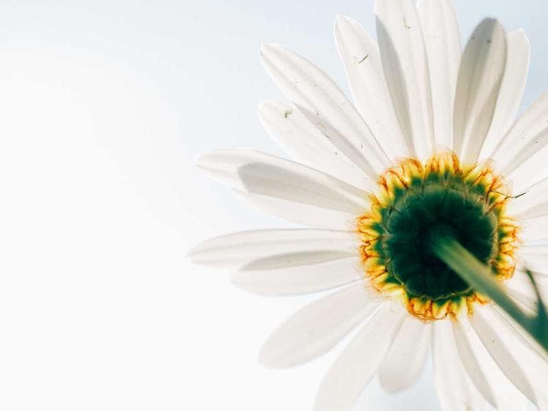 Co-Regulation: A Partner Approach to Self-Regulation for Autistic Children