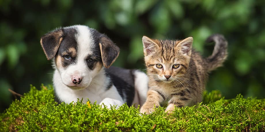 Best Pet Insurance for Puppies: A Complete Guide for New Pet Owners