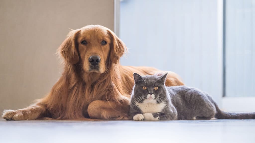 How Does Pet Insurance Work and What Is Covered?
