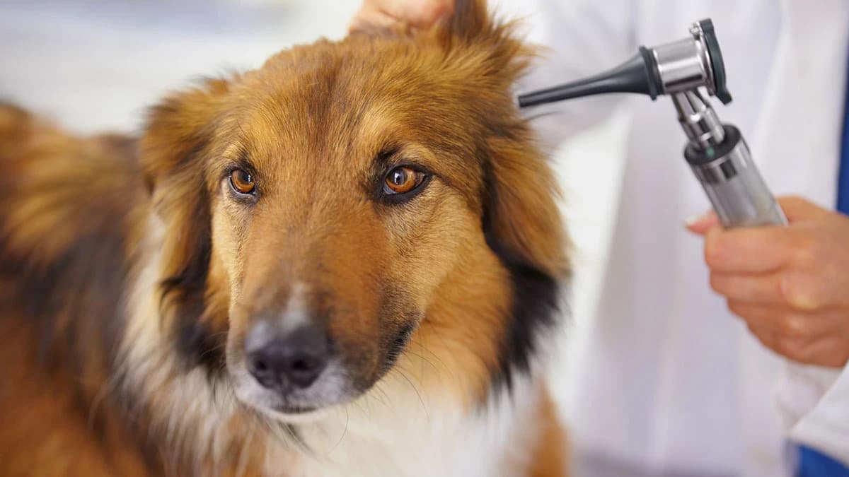 Compare Pet Insurance Companies in the US – Reviews and Key Insights