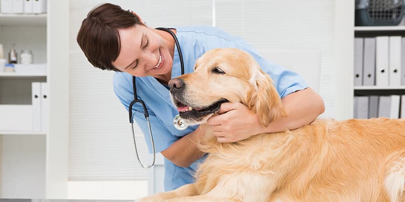 Costco Members Have Access to Figo Pet Insurance Options