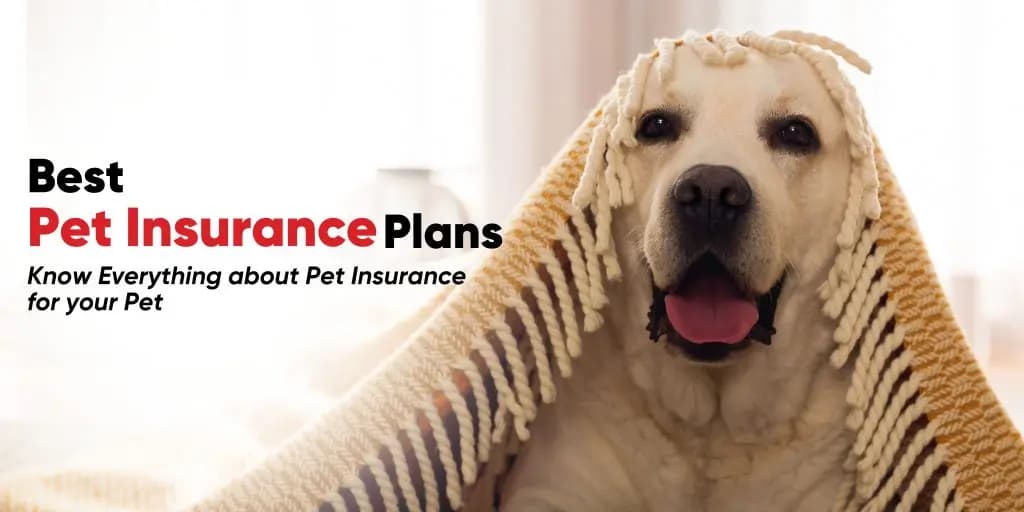 Government-supported pet assistance program: A Lifesaver for Seniors and Low-Income Families