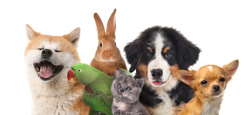 Top Rated Pet Insurance of 2025 | Best Plans & Quotes