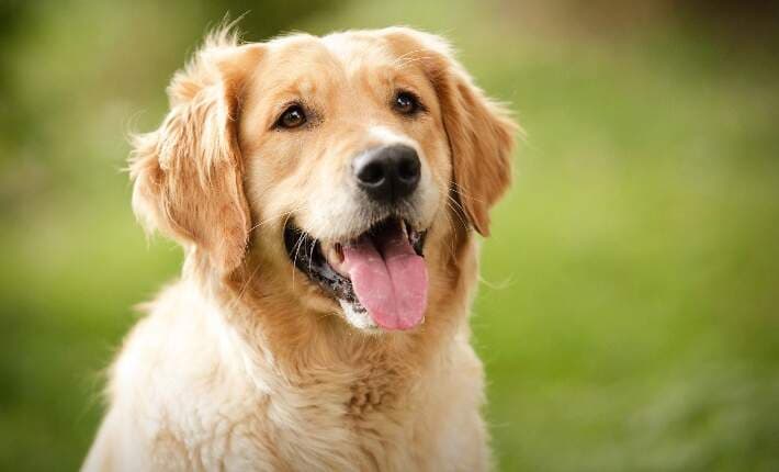 Dog Insurance Guide: Compare Plans & Save on Vet Costs