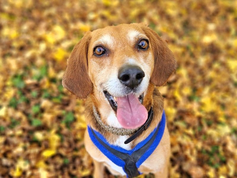 Everything You Need to Know About Simparica Trio for Dogs