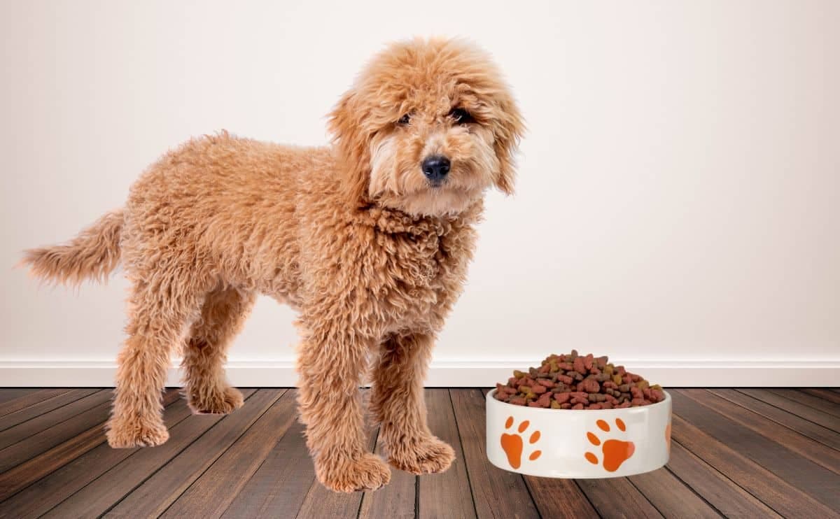Best Fresh Dog Food: Why It’s Changing the Way We Feed Our Pets