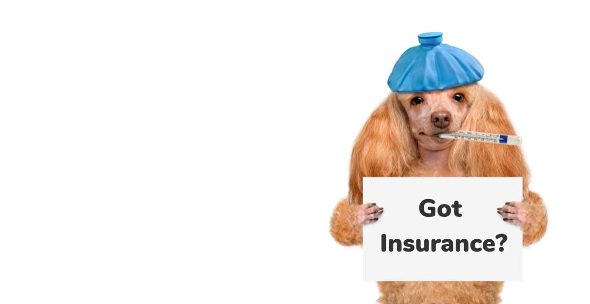 Pet Care Made Easy: Low-Cost Pet Insurance and Community Support Programs Across the U.S.A