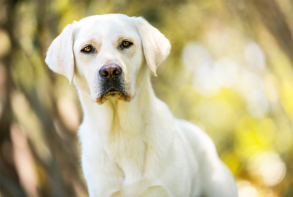 Community Support: Pet Insurance for Seniors in the United States