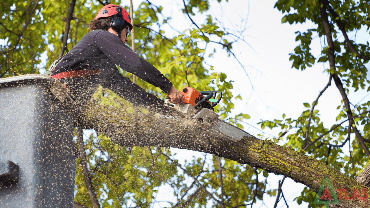 Safe and Affordable Tree Services: Your Complete Homeowner’s Guide
