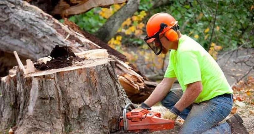 TREE REMOVAL IN CANADA: A COMPLETE GUIDE FOR HOMEOWNERS