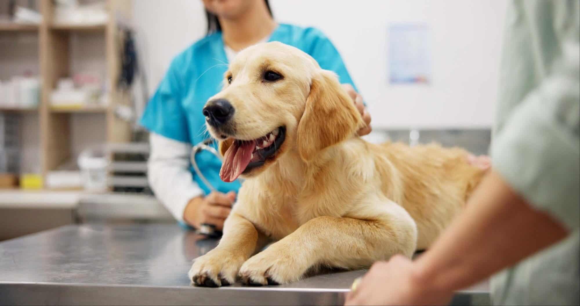 Buy Pet Insurance Online: Comparing Quotes and Finding the Best Pet Insurance Companies in the U.S.