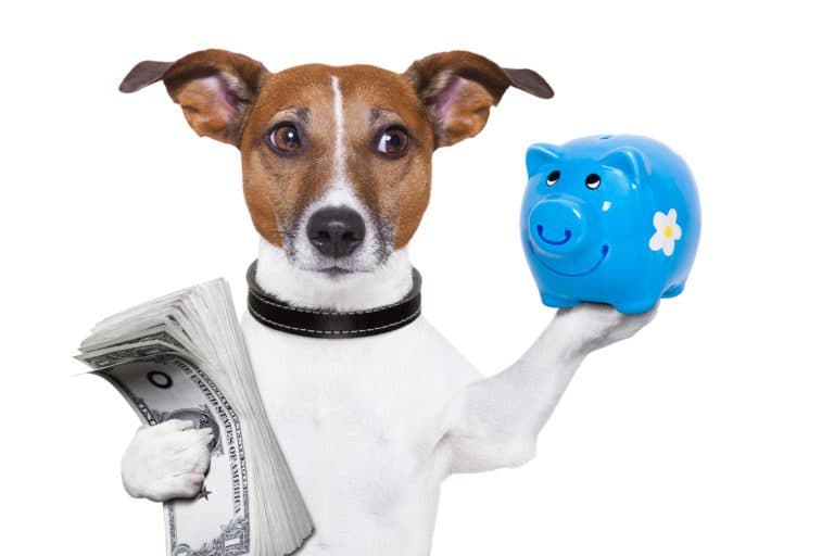 Walmart and Costco Dog & Cat Insurance: Practical Coverage Designed for Real U.S. Pet Owners