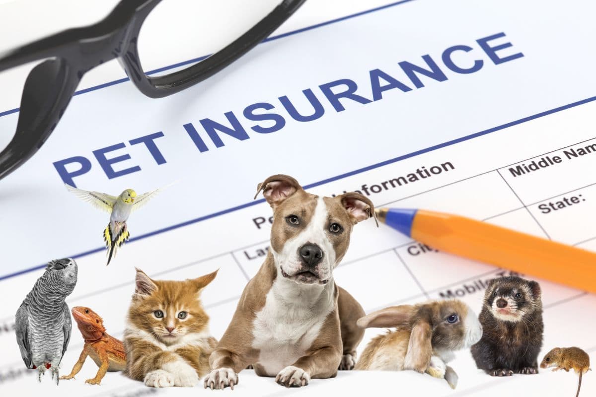 Pet Insurance: A Complete Guide to Protecting Your Pet’s Health and Your Budget