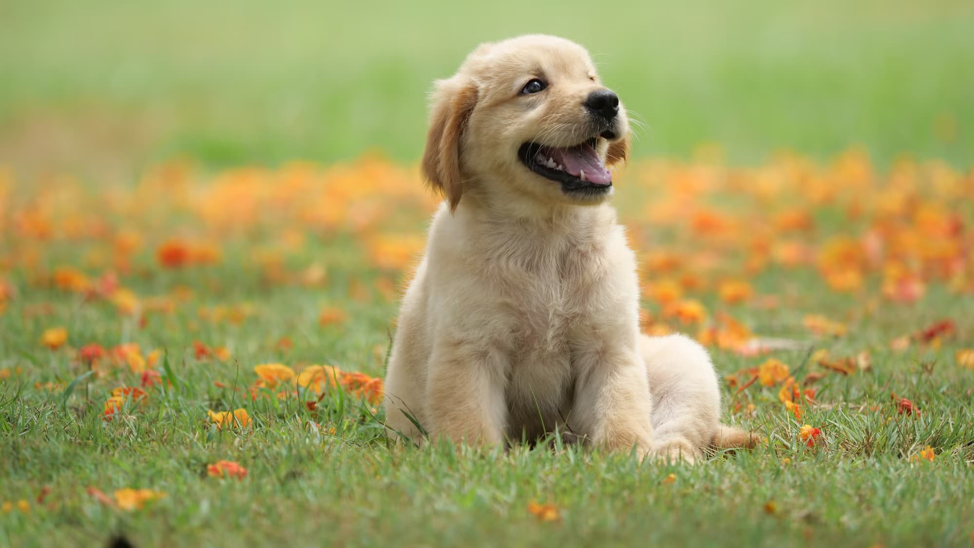 Costco Pet Insurance: Affordable Coverage Options for Seniors and Low-Income Families in the U.S.
