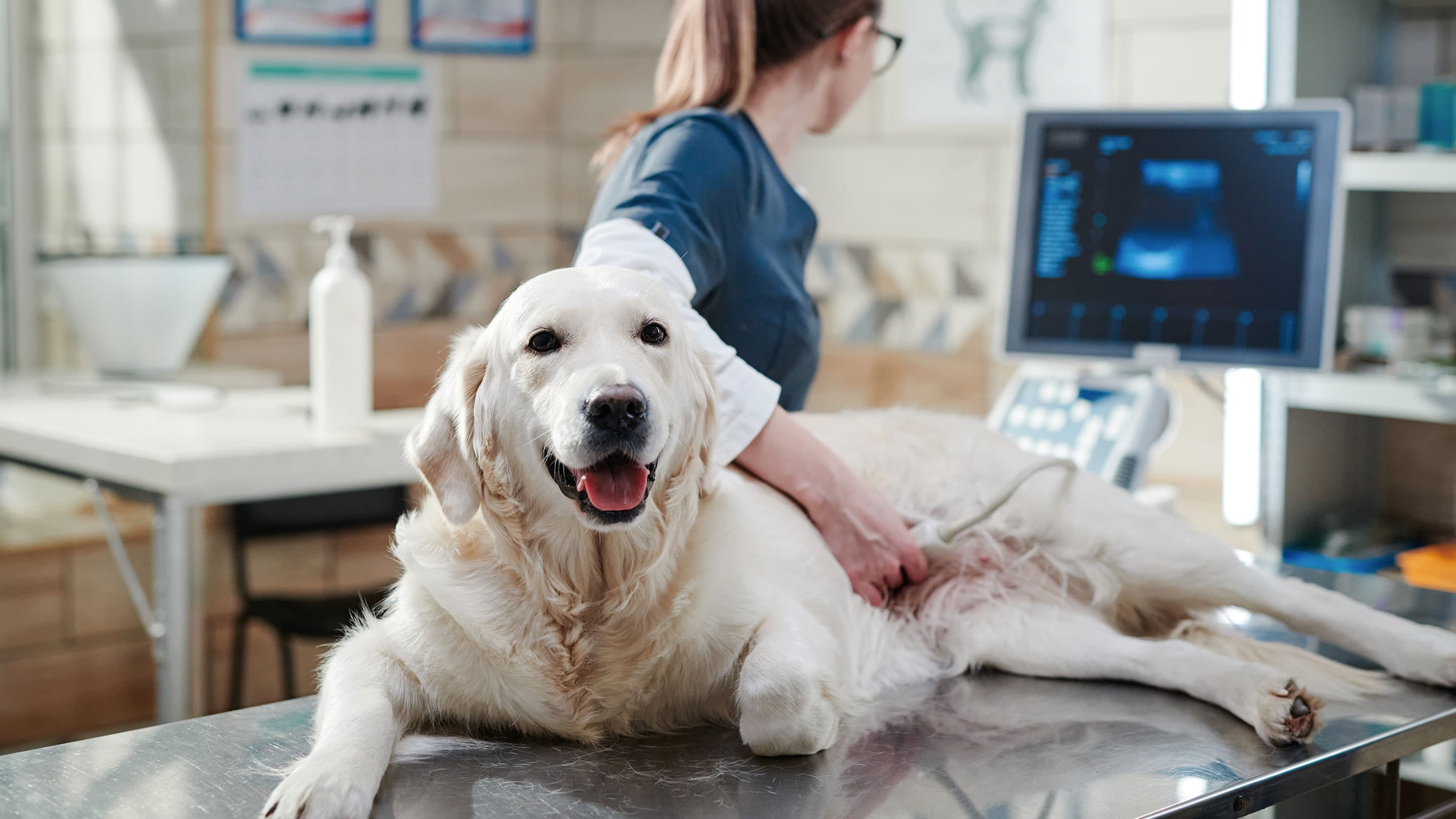 Affordable Pet Care with Costco and Walmart: Combining Pet Insurance and Community Support Programs