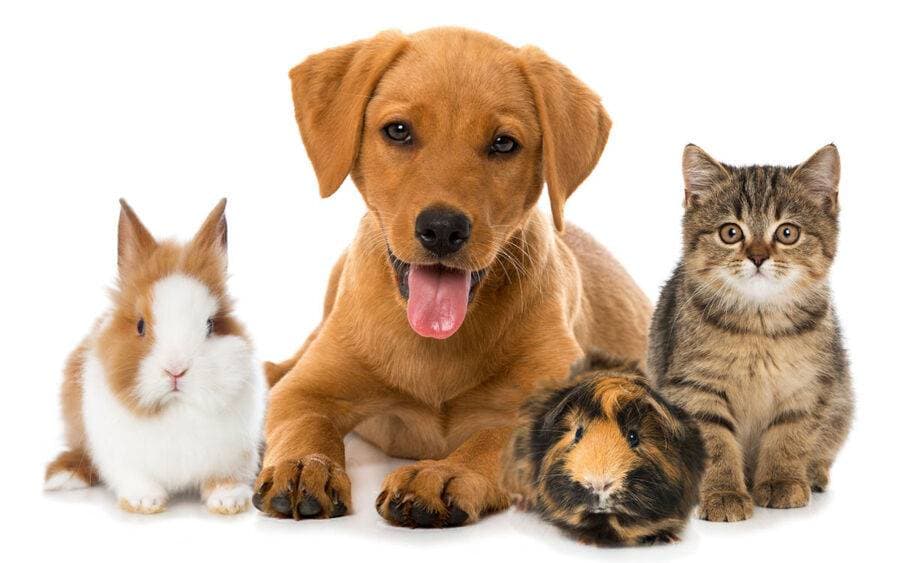 Best Pet Insurance for Seniors: Smart Coverage Choices for Fixed Incomes