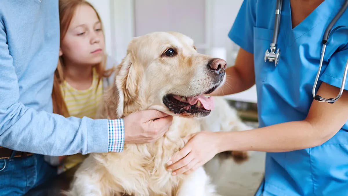 A Guide to Walmart and Costco Pet Insurance Options for U.S. Dog and Cat Owners