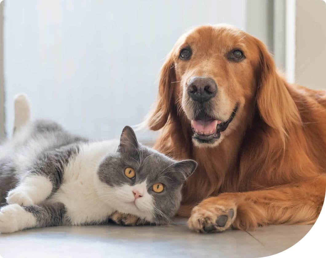 Best Pet Insurance for Seniors: Quotes, Coverage & Cost Guide (2026)