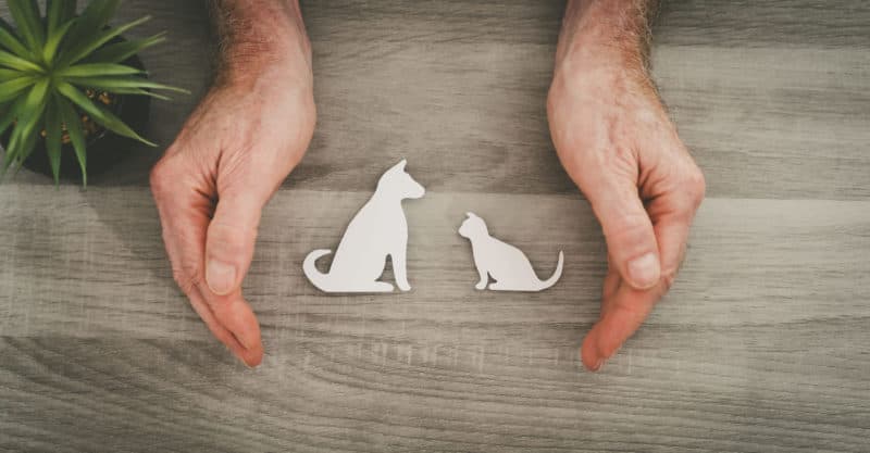 Pet Insurance for Seniors: A Practical Guide to Affordable Coverage, Quotes, and Smart Choices