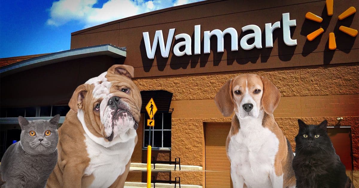 Affordable Pet Welfare in 2026: How Walmart and Costco Support Pet Insurance and Smart Pet Care