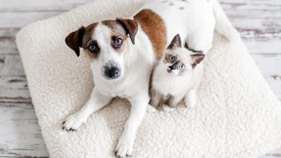 A Complete Guide to Dog and Cat Insurance Options from Walmart and Costco for U.S. Pet Owners