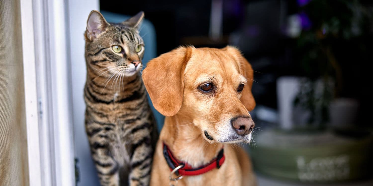 Walmart & Costco Pet Insurance: Trusted, Budget-Friendly Coverage for Dogs and Cats