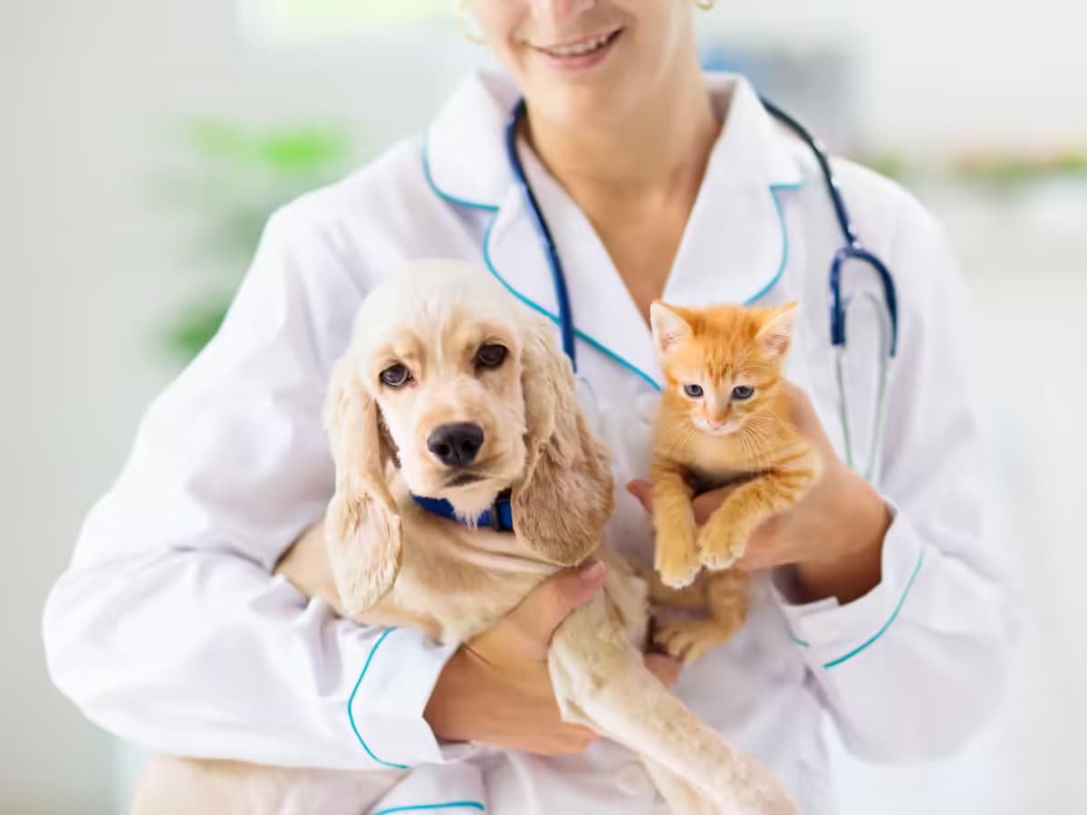 How U.S. Pet Owners Save on Dog & Cat Insurance Through Walmart and Costco in 2026