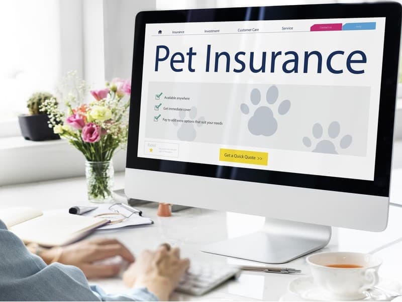 A Practical Guide to Sam’s Club Pet Insurance for Seniors: How It Works, What to Know, and How to Evaluate Your Options