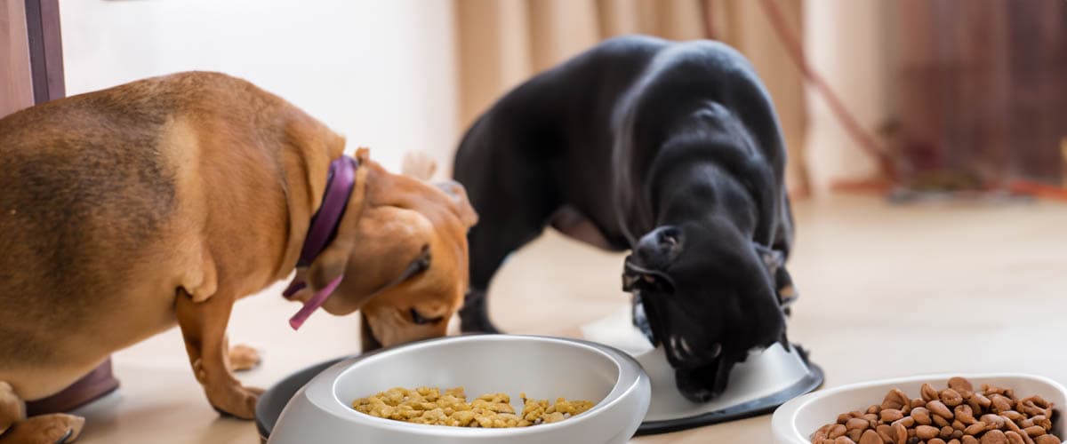Pet Food Assistance Programs in the U.S.: A Practical Guide for Seniors and Households Seeking Help