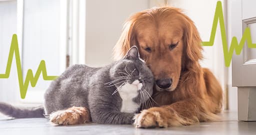 Sam’s Club Pet Insurance for Seniors: A Practical Guide to Coverage, Costs, and Considerations